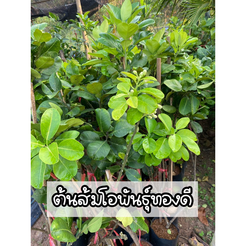 ต้นส้มโอพันธ์ุทองดี ต้นแข็งแรง สูง60-80ซม.
