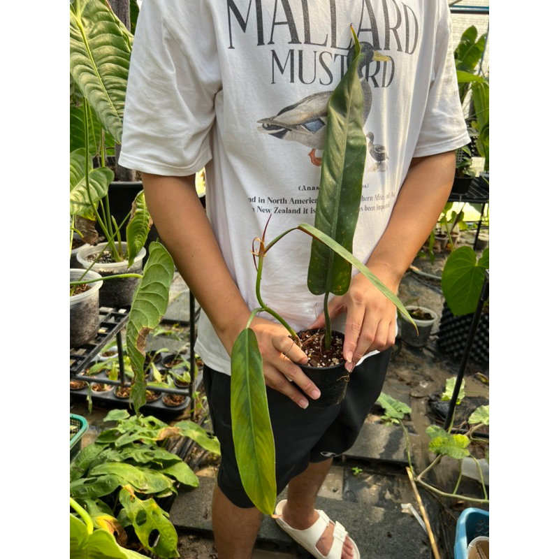 Philodendron bicolor  หลังน้ำตาลแดง