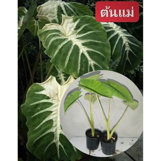 Colocasia Nancy ต้นบอนแนนซี่