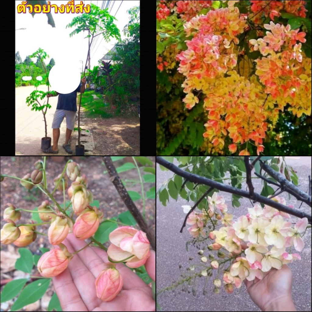 (1ต้น สูง140-150cm ตอนกิ่ง ต้นคูณสายรุ้ง คูณสายรุ้ง ราชพฤกษ์ สี รุ้ง ขาว เหลือง แดง ชมพู ต้นคูณ ดอกค