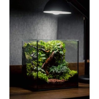 Terrarium ระบบปิด เขียวขจี II