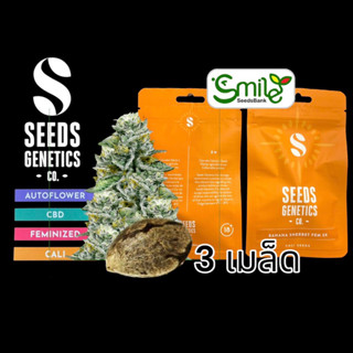 เมล็ดกัญชา Seeds Genetics.Co - Banana Sherbet (Fem)