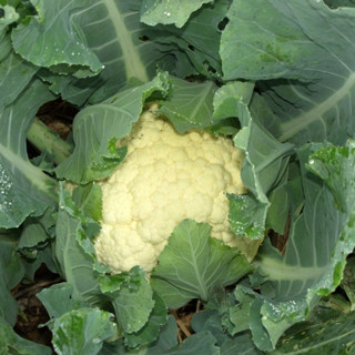 เมล็ดพันธุ์ กะหล่ำดอก 50 เมล็ด Cauliflower seed เมล็ดพันธุ์แท้ นำเข้าจากต่างประเทศ ปลูกผัก สวนครัว