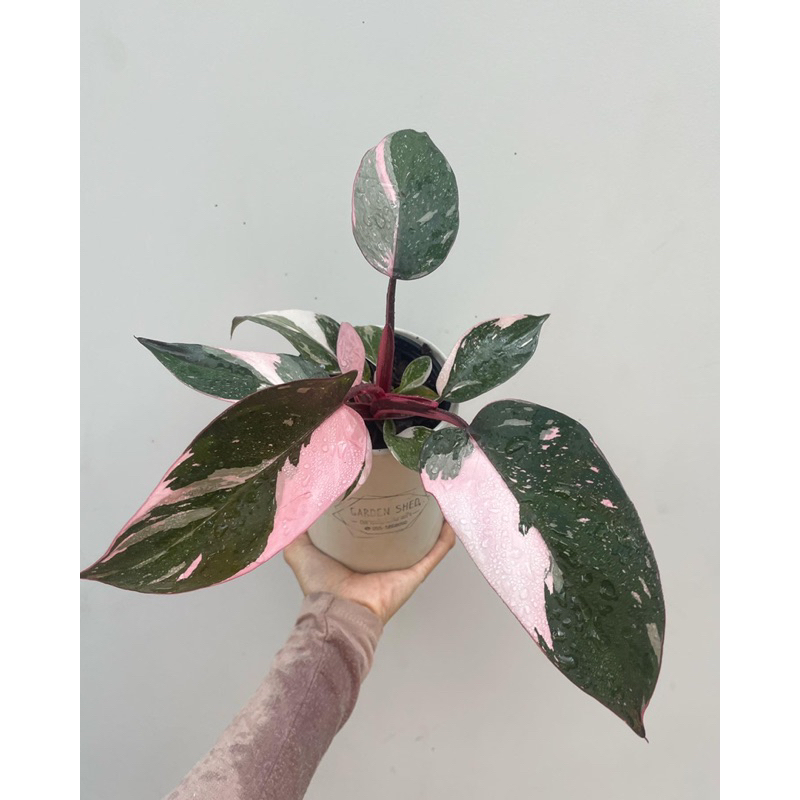 Philodendron pink princess marble king