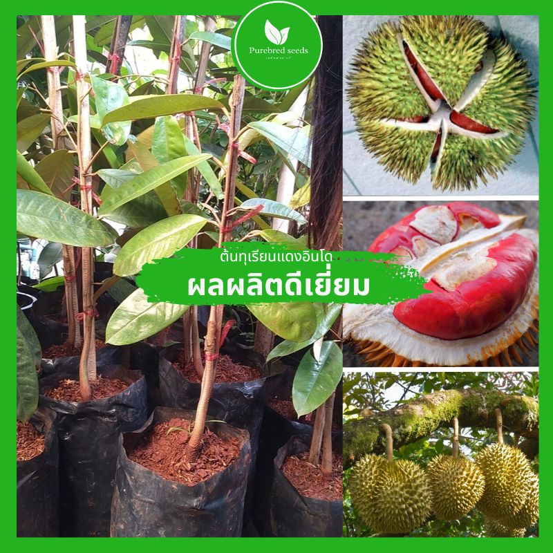 ต้นทุเรียนแดงอินโดเป็นพันธุ์แท้มาตรฐาน F1 สูง 70-90ซม. ติดผลเร็วมาก ปลูกง่าย ผลเป็ดหวานหอมเปลือกบางนิ่ม