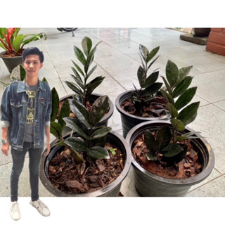 ต้นกวักมรกตดำ กระถาง 6️⃣.5️⃣  นิ้ว(zamioculcas zamiifolia black)สูง15-25 cm.กวักดำ กวักนิลต้นไม้มงคล โขดสวย ไม้ฟอกอากาศ