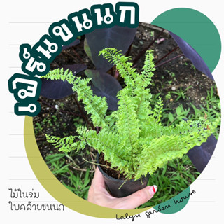 🌿🪴เฟิร์น ขนนก 🌿🐥 ต้นสีเขียว ใบสวย ส่งพร้อมกระถางเป็นกอ ขนาดกระถาง 3 นิ้ว 🪴🌿