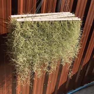 เคราฤาษี ม่านเคราฤาษีสำเร็จพร้อมแขวน ยาว50 เซน (Spanish Moss) ไม้แขวนบังแดด ไม้ฟอกอากาศกรองฝุ่น pm 2.5 ม่านบังแดด