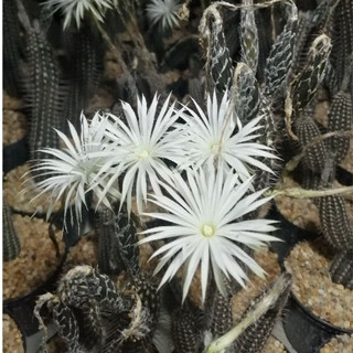 🌵💥ดินสอดำ💥🌵Setiechinopsis mirabilis ไม้เมล็ด ขนาด  10-12 ซม. ต้นกระบองเพชร ต้นแคคตัส (แคคตัส กระบองเพชร)