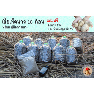 ชุดเห็ดฟางขนาดทดลอง 10 ก้อน