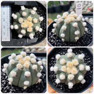 โออิโบะ แอสโตรไฟตัม โออิโบะ ดอทฟู OOIBO Astrophytum Ooibo กระบองเพชร แคคตัส