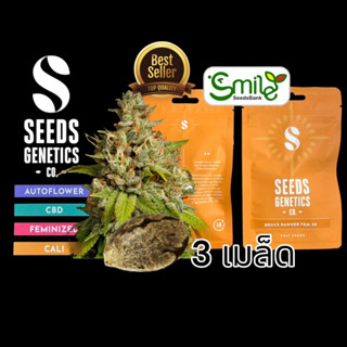 เมล็ดกัญชา Seeds Genetics.Co - Bruce Banner (Fem)