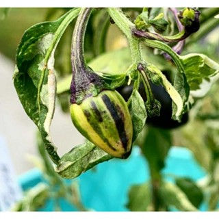 เมล็ดพันธุ์พริก โกลเด้นนักเก็ตด่าง (Variegated Golden Nugget Hot Pepper Seed) บรรจุ 15 เมล็ด ของแท้ คุณภาพดี ราคาถูก