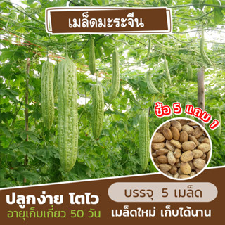 เมล็ดมะระจีน แบ่งขาย 5 เมล็ด (ซื้อ 5 แถม 1) คละชนิดได้