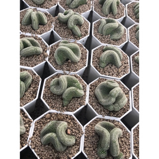 แมมนกฮูกคริส กระถาง3” นิ้ว mamillaria perbella cristata