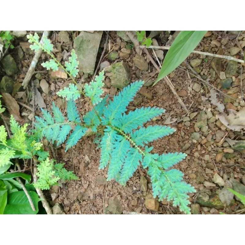 เฟิร์นกนกนารีสีฟ้า ชุด 10 ต้น