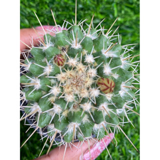 เนจาเพนซิส mammillaria karwinskiana subs. nejapensis) แคคตัสไซส์ให้ดอก