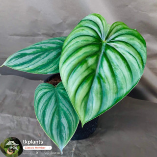 philodendron plowmanii round form  ฟิโลหน้ากลม