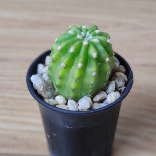 สายพันธุ์แคคตัส อิชินอปเลม่อน [Echinopsis lemon cactus] สายสะสมห้ามพลาด