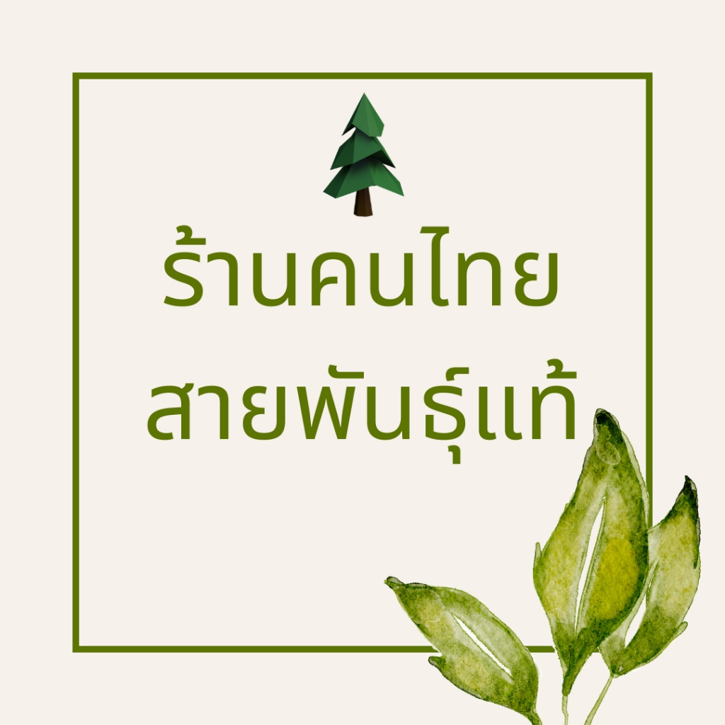 เมล็ดสน สนห้าเข็ม สนอายุยืน Rocky Mountain bristlecone pine - Pinus aristata ร้านคนไทย บอนไซ - รูปที่ 4