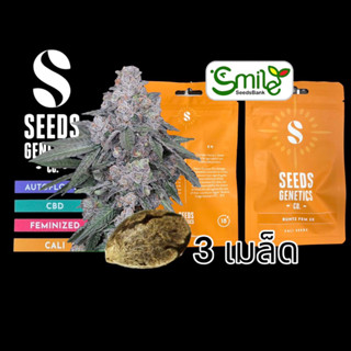 เมล็ดกัญชา Seeds Genetics.Co - Runtz (Fem)