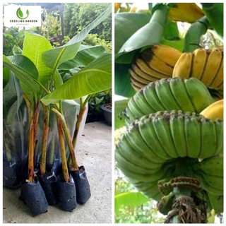 [เก็บเกี่ยวเร็ว] ต้นกล้วยเทพพนม รากแข็งแรงมาก ต้นขนาดใหญ่ สูง 60-80 ซม. โตเร็ว ปลูกง่าย ออกผลเยอะ