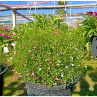 เมล็ดพันธุ์ยิปโซ พันธุ์ดอกไม้ 100เมล็ด Mixed Color Gypsophila Flower Seeds พุ่มใหญ่พร้อมลวดแขวน ดอกไม้จริง