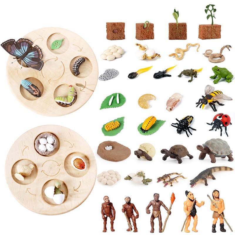 Tray & Animal life cycle Sensory play โมเดลวงจรชีวิตสัตว์ ถาดวงจรชีวิตสัตว์ 61แบบ(พร้อมส่งจากไทย) montessori sensory bi