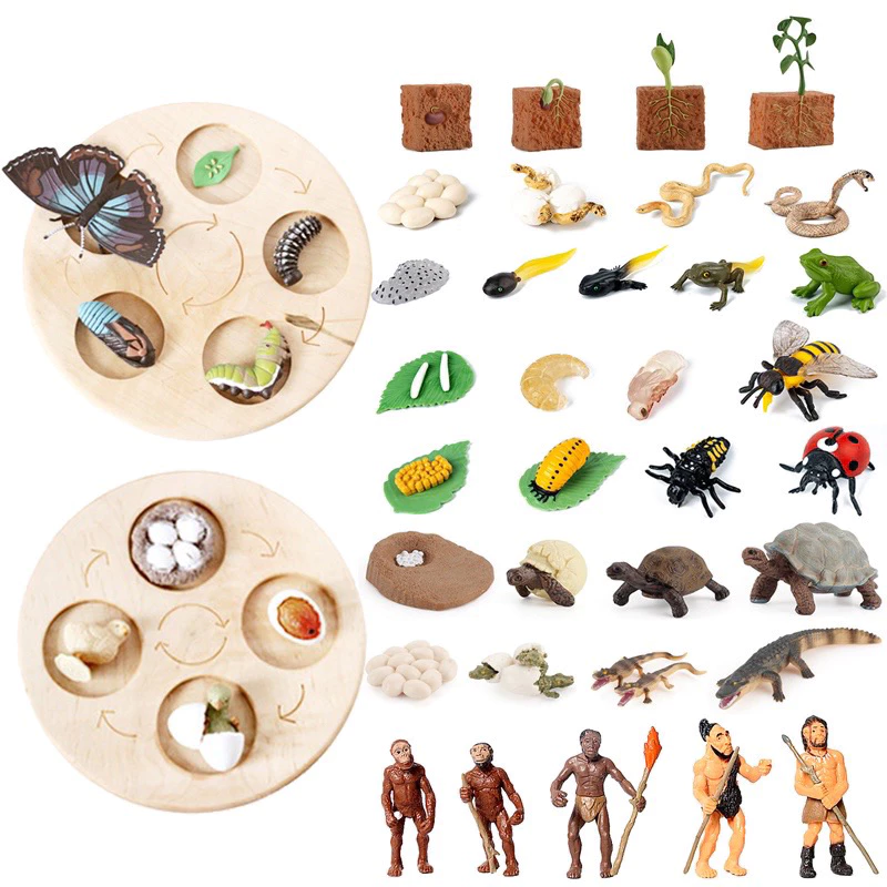 Tray & Animal life cycle Sensory play โมเดลวงจรชีวิตสัตว์ ถาดวงจรชีวิตสัตว์ 61แบบ(พร้อมส่งจากไทย) montessori sensory bi