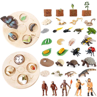 Tray & Animal life cycle Sensory play โมเดลวงจรชีวิตสัตว์ ถาดวงจรชีวิตสัตว์ 61แบบ(พร้อมส่งจากไทย) montessori sensory bi