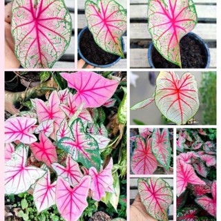 ต้นบอนสี เจ้ากรุงเดนมาร์ก🌱ราชินีไม้ใบ🌱บอนใบยาว ไม้มงคลเสริมความสุขความเจริญเเก่บ้านเรือน☺