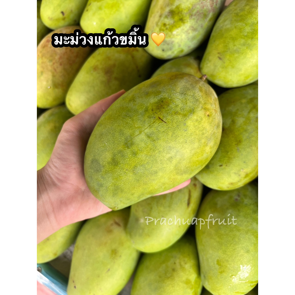 มะม่วงแก้วขมิ้น  🥭( 1 กิโลกรัม )✅พร้อมส่ง✅ มะม่วงสามรส ดิบเปรี้ยวสุกหวาน 🔥