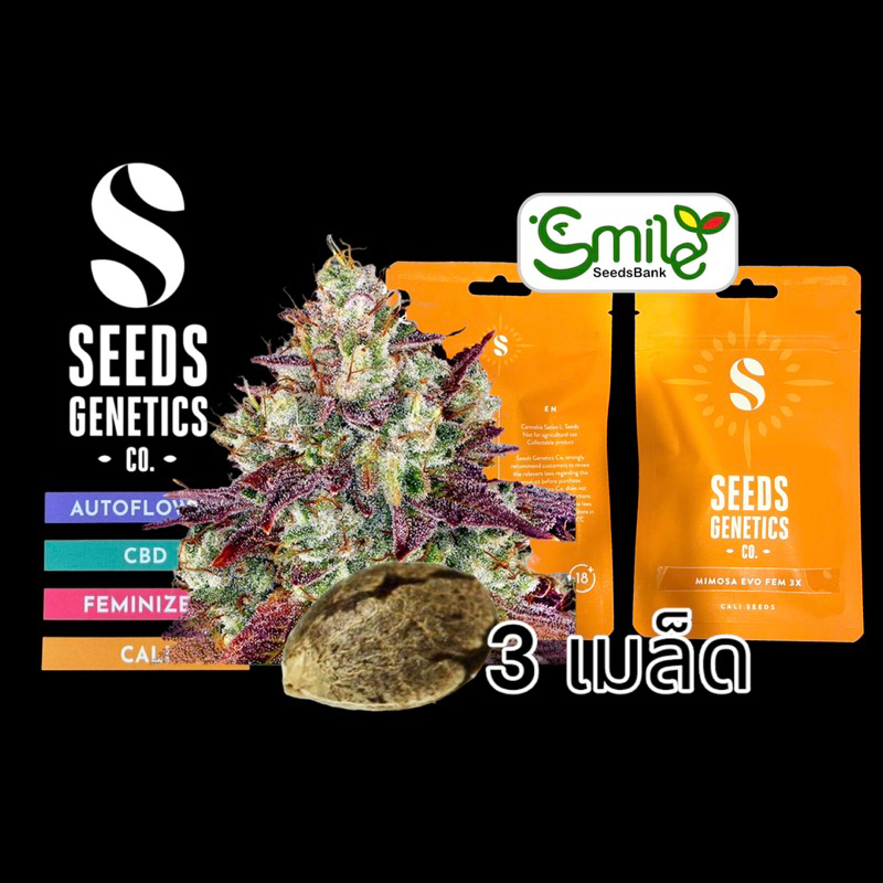เมล็ดกัญชา Seeds Genetics - Mimosa Evo(Fem)