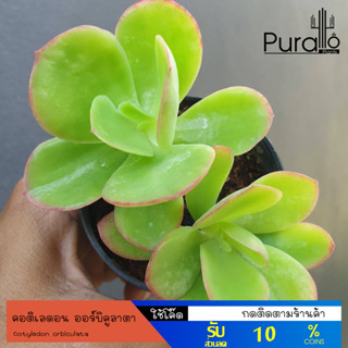 ต้นไม้อวบน้ำ กุหลาบหิน คอติเลดอน ออร์บิคูลาตา Cotyledon orbiculata  #succulents #ออร์บิคูลาตา