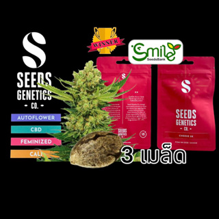 เมล็ดกัญชา Seeds Genetics - Cheese (Fem)  Winner Cup