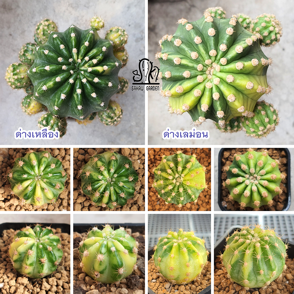 อิชินอปซิส ด่างเหลือง - ด่างเลม่อน • Echinopsis Variegated