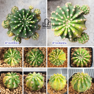 🌵 อิชินอปซิส ด่างเหลือง - ด่างเลม่อน • Echinopsis Variegated