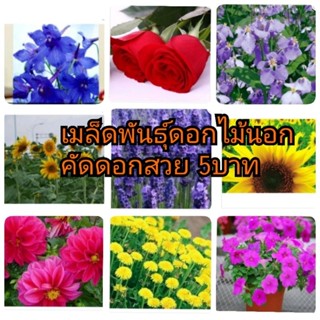 เมล็ดพืชพันธุ์ดอกไม้ ต่างๆ มีหลายชนิดให้เลือกสรร ตามที่เราสนใจอยากปลูกแต่งสวน  สินค้าพร้อมส่ง