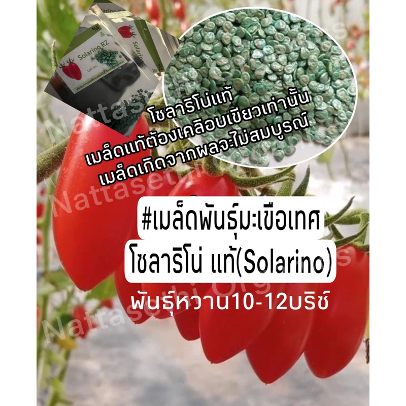 #เมล็ดพันธุ์มะเขือเทศโซลาริโน่(Solarino)แท้จำนวน20/50/100เมล็ดเนเธอร์แลนด์เมล็ดพันธุ์มะเขือเทศพันธุ์
