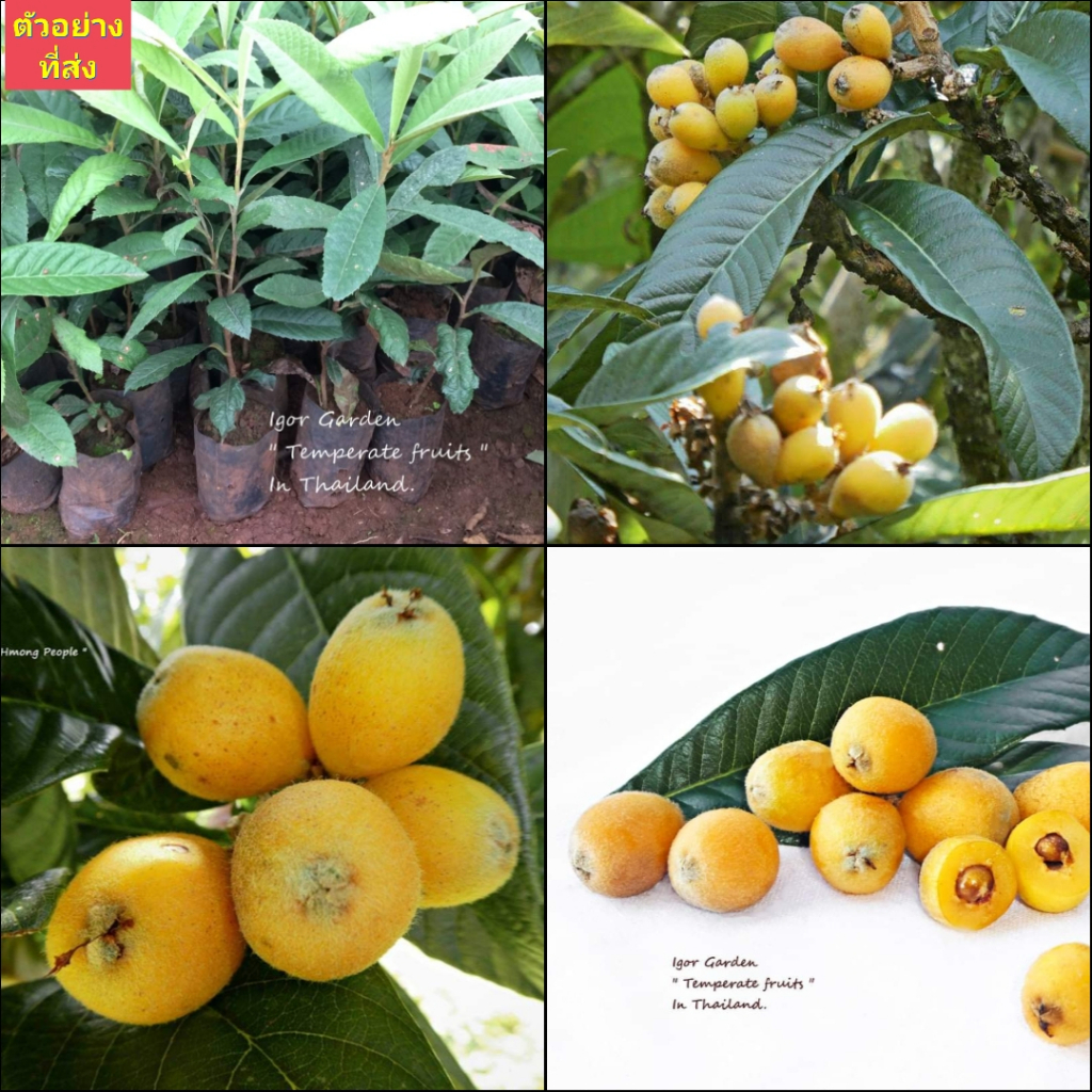 (1ต้น) ต้น โลควอท นำเข้าจากจีน Loquat Eriobotrya japonica pipa ปีแป๋ / klisnus