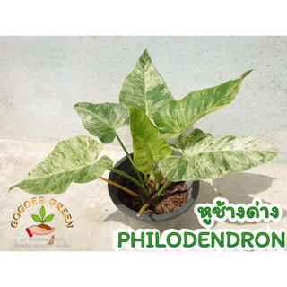 หูช้างด่าง ฟอร์มต้นสวยมาก หูช้างรังนกด่าง Philodendron Giganteum rare item  ใบหนา ใบด่างชัด  ไม้หายาก พร้อมส่ง