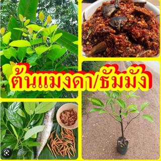 ต้นแมงดาหรือต้นทำมัง/แบบตอนกิ่ง/ขนาด40-50 cm. ใบสดมีกลิ่นหอมคล้ายแมงดานา ใช้ทำน้ำพริกหรือปรพกอบอาหารได้