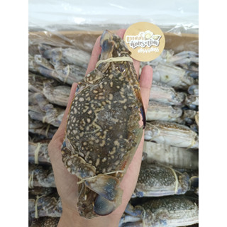 ปูม้าตัว 29 บาท ขนาด 100-150 กรัม