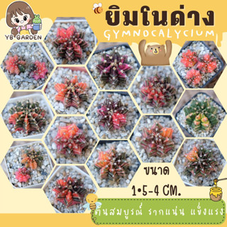 ยิมโนด่าง (1) 🔥ส่งแบบทั้งกระถาง LB Hybrid ด่าง ไม้เมล็ด Gymnocalycium แอลบีไฮบริดด่าง แคคตัสแอลบี กระบองเพชร cactus