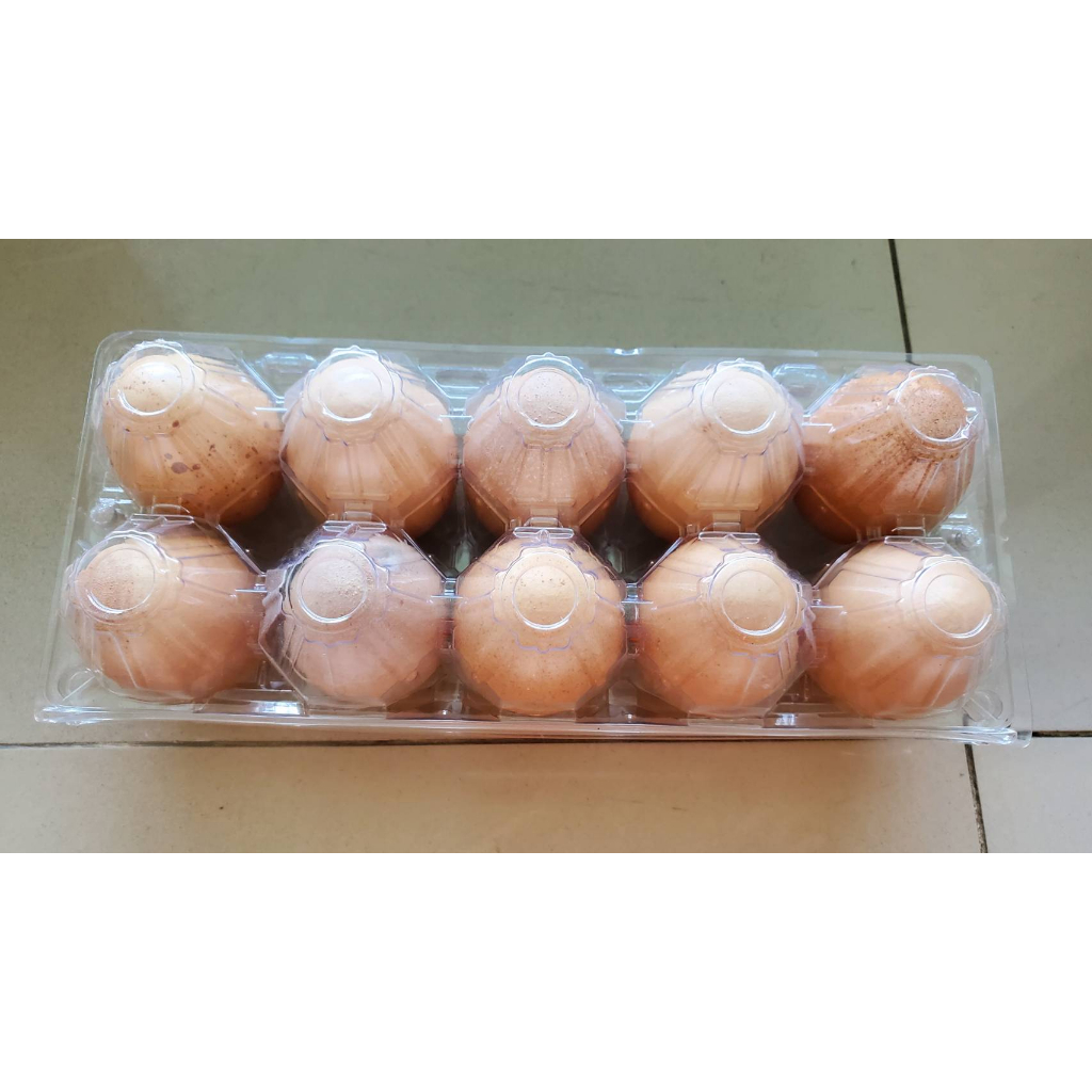 ถาดพลาสติกใส่ไข่ มีปุ่มล็อกในตัว แผงใส่ไข่ 10 ฟอง 25 ใบ/แพ็ค 50 ใบ/แพ็ค
