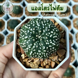 แอสโตรไฟตัม (Astrophythum) ต้นกระบองเพชร ราคาถูก จัดส่งทั้งกระถาง