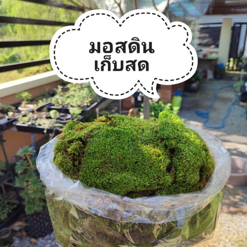 มอสดินสด คุณภาพดี ให้เยอะ จากสวน((ขอบิลทักแชทเท่านั้น!) มอสดินแน่นๆ (ให้เต็มกล่อง)มอสดินแผ่นใหญ่ จัดสวน