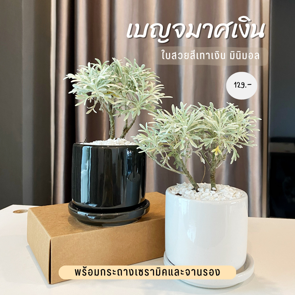 เบญจมาศเงิน ใบสีเทา มินิมอล มีกลิ่นหอม ตกแต่งบ้าน
