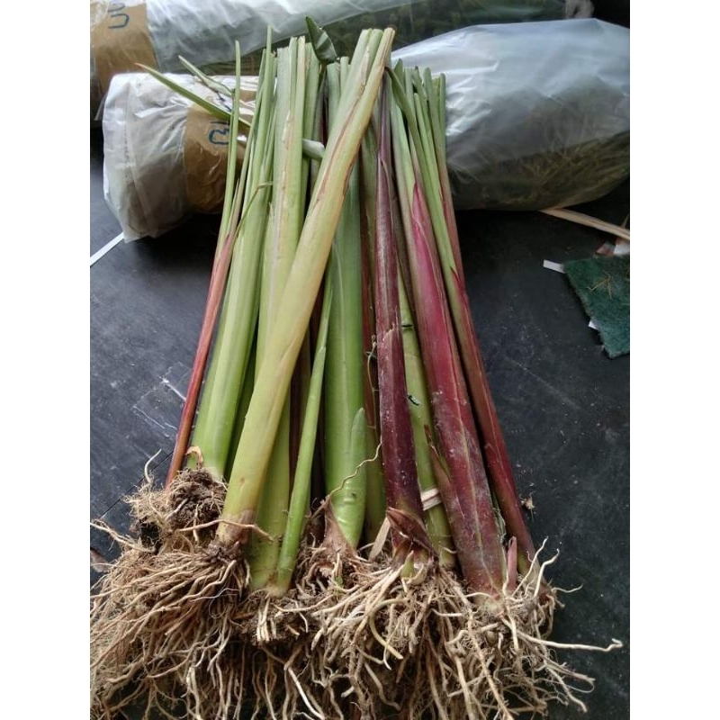 คล้าน้ำช่อห้อย(ก้านแดง)ขายต้นพันธุ์1ชุด​10ต้น​100​บาท(ปลูก​ประดับ​อ่างสวนน้ำ)​