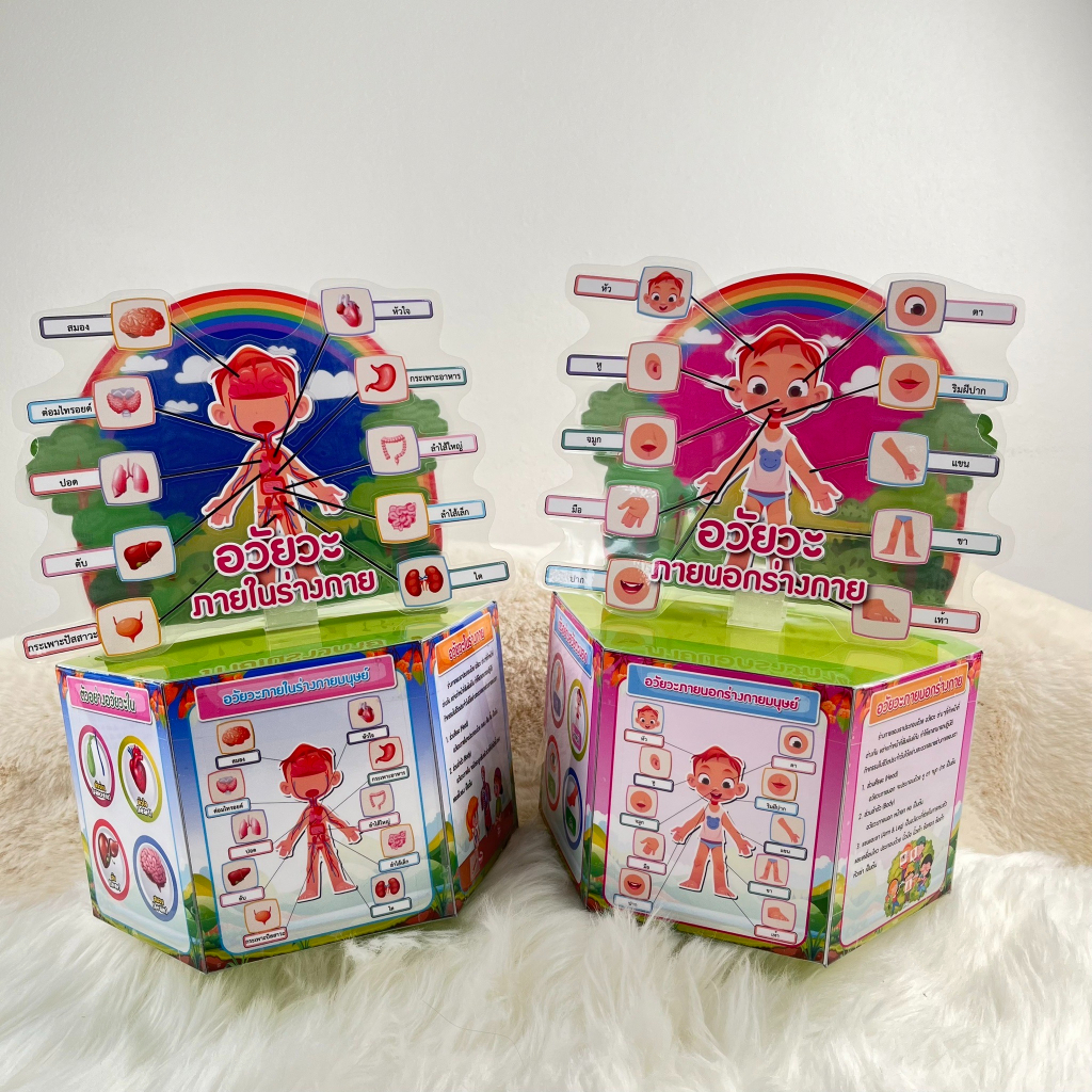 Boxmodel เรื่องอวัยวะภายในและอวัยวะภายนอก 2 ชิ้น สื่อสุขศึกษา สื่อวิทยาศาสตร์
